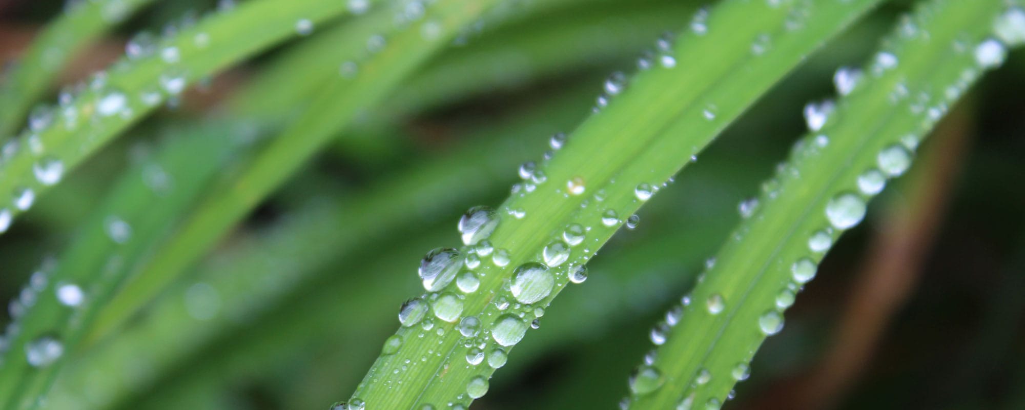 Gudstjänst: ”Nåd och tjänst”